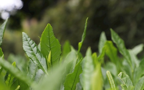 茶葉大國(guó)應(yīng)用，土壤養(yǎng)分檢測(cè)儀可以對(duì)茶葉合理施肥有何等指導(dǎo)作用？