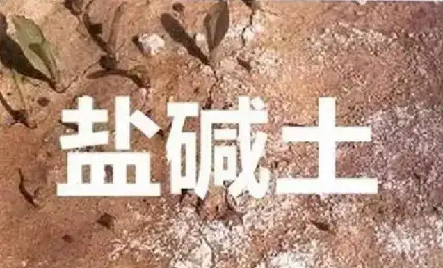 作物為什么生長不健康，用土壤EC計測測便知