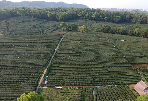 肥料不是越多越，利用測土儀提高化肥利用率