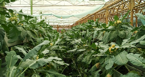 大棚土壤鹽漬化會(huì)對(duì)蔬菜種植（根、葉、果）帶來哪些危害？