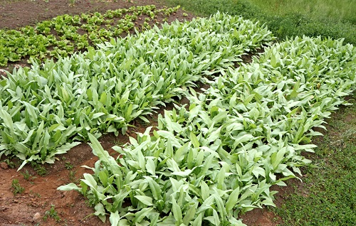 土壤養(yǎng)分速測(cè)儀讓土壤重返萬里沃土
